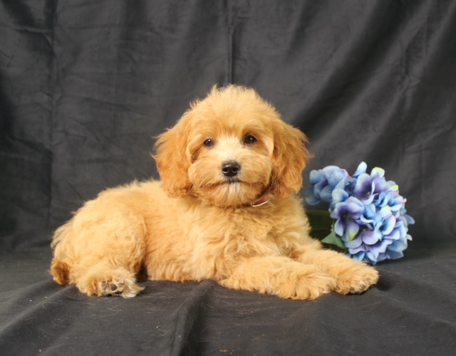 puppy, for, sale, Cavapoo, Ivan J. Stoltzfus, dog, breeder, Dornsife, PA, dog-breeder, puppy-for-sale, forsale, nearby, find, puppyfind, locator, puppylocator, aca